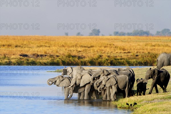 African Bush Elephants (Loxodonta africana) at the water's edge