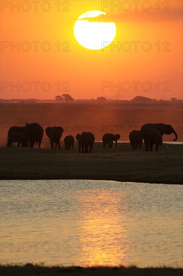 African Bush Elephants (Loxodonta africana) on the water edge at sunset