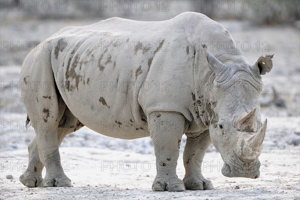 White Rhinoceros (Ceratotherium simum)