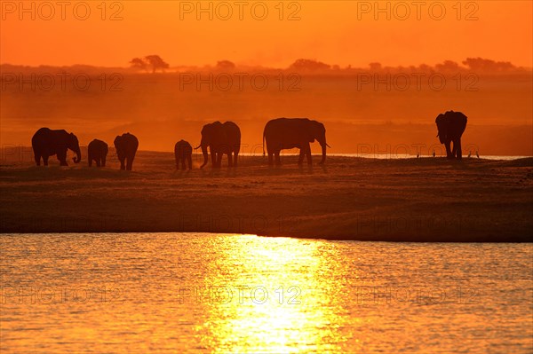 African Bush Elephants (Loxodonta africana) on the water edge at sunset