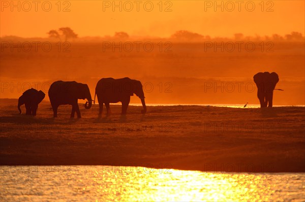 African Bush Elephants (Loxodonta africana) on the water edge at sunset