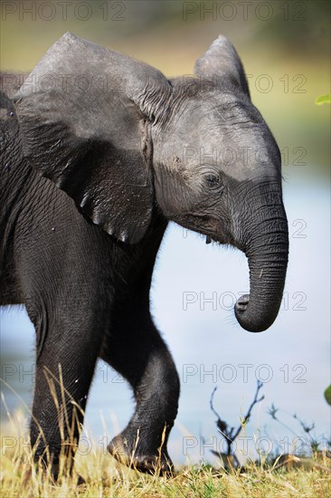 African Bush Elephant (Loxodonta africana)