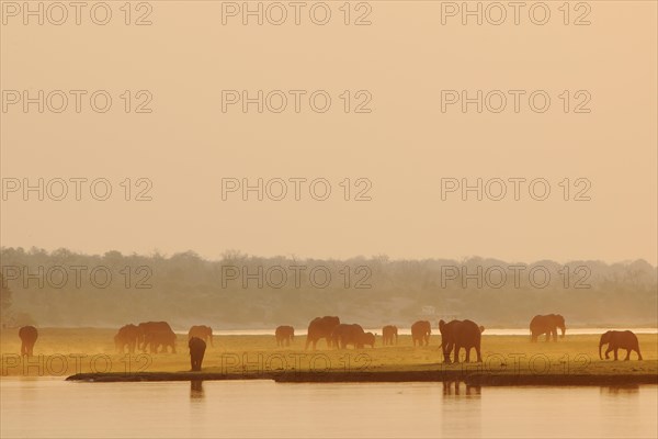 African Bush Elephants (Loxodonta africana) on the water edge