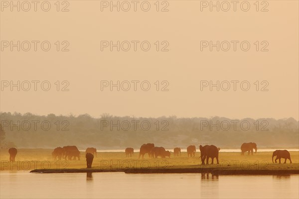 African Bush Elephants (Loxodonta africana) on the water edge
