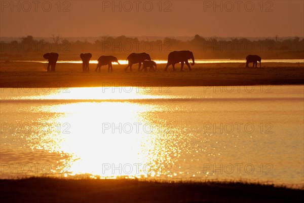 African Bush Elephants (Loxodonta africana) on the water edge at sunset