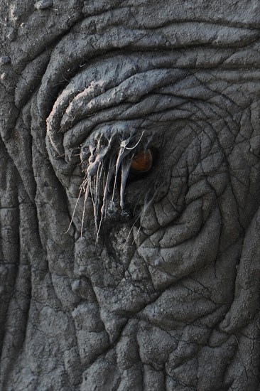 African Bush Elephant (Loxodonta africana)