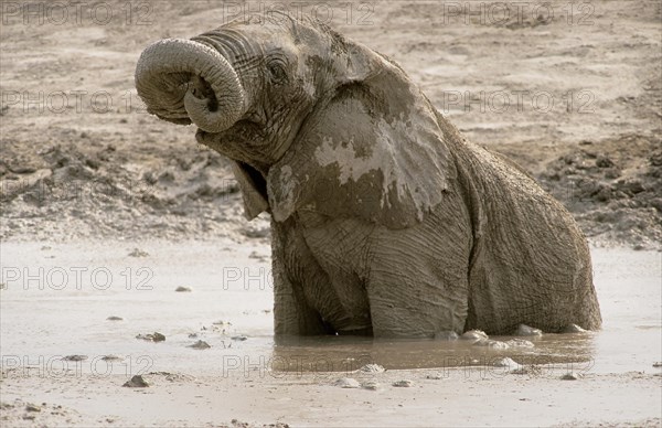 African Bush Elephant (Loxodonta africana) taking a mud bath