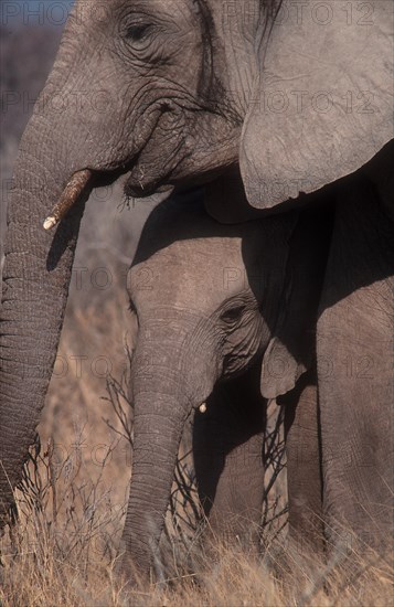 African Bush Elephant (Loxodonta africana) with a calf