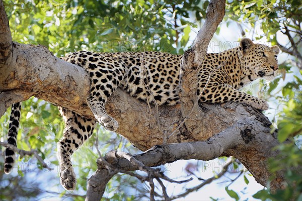 Leopard (Panthera pardus)