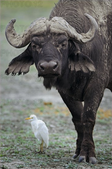 African Buffalo (Syncerus caffer)