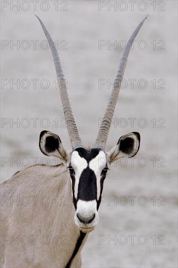 Gemsbok or Gemsbuck (Oryx gazella)