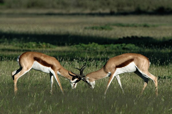 Springboks (Antidorcas marsupialis)