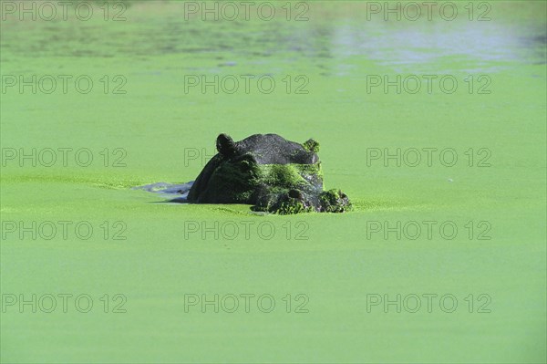 Hippopotamus (Hippopotamus amphibius)