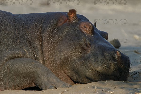 Hippopotamus (Hippopotamus amphibius)