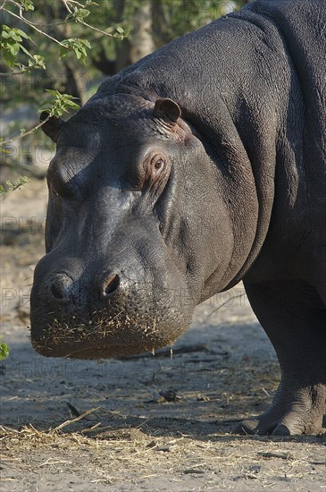 Hippopotamus (Hippopotamus amphibius)