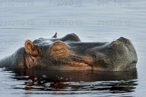 Hippopotamus (Hippopotamus amphibius)