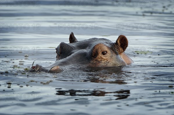 Hippopotamus (Hippopotamus amphibius)