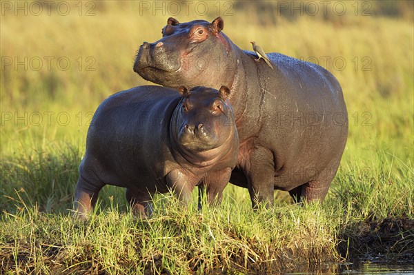 Hippopotamuses (Hippopotamus amphibius)