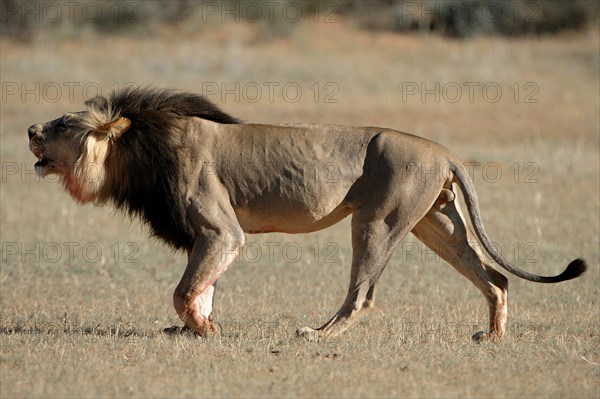 Lion (Panthera leo)