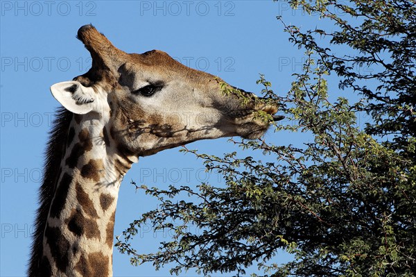 Giraffe (Giraffa camelopardalis)