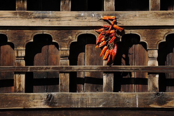 Chili peppers hanging out to dry