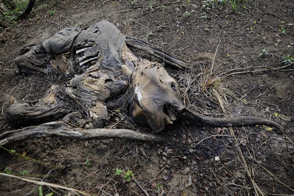 Remains of a young elephant which has fallen victim to poachers