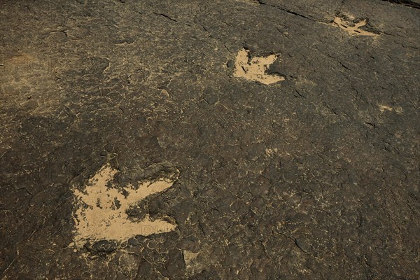 Several million years ago dinosaurs left their now fossilized footprints in the mud of a river bed