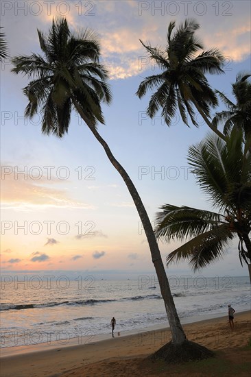 Beach with palm trees