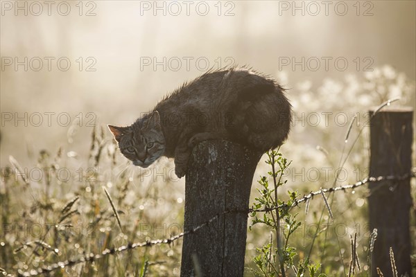 Wet cat lurking on a fence post