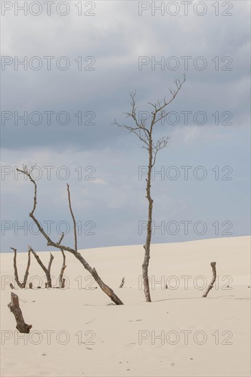 Shifting sand dunes slowly but inexorably swallowing up adjacent trees