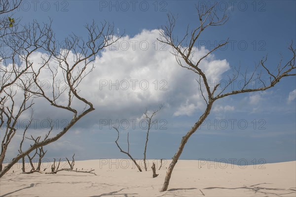 Shifting sand dunes slowly but inexorably swallowing up adjacent trees