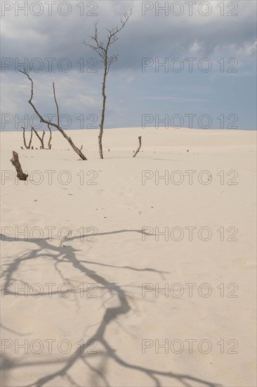 Shifting sand dunes slowly but inexorably swallowing up adjacent trees