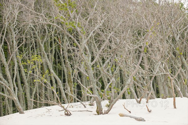 Shifting sand dunes slowly but inexorably swallowing up adjacent trees