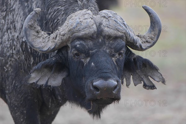 African Buffalo or Cape Buffalo (Syncerus caffer)