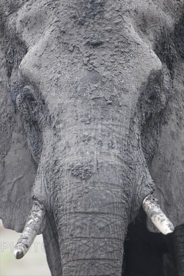 African Elephant (Loxodonta africana)