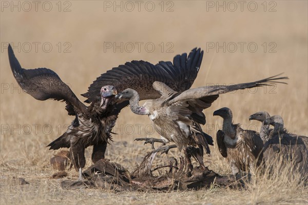 Lappet-faced Vulture or Nubian Vulture (Torgos tracheliotus) fighting with Cape Vultures (Gyps coprotheres) over a carcass