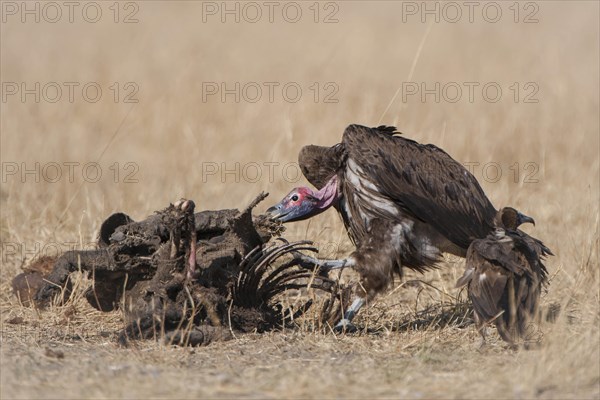 Lappet-faced Vulture or Nubian Vulture (Torgos tracheliotus) with Cape Vultures (Gyps coprotheres) feeding on a carcass