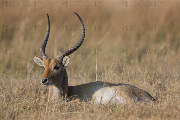 Red Lechwe (Kobus leche)