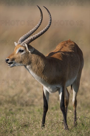 Red Lechwe (Kobus leche)