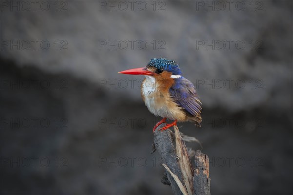 Malachite Kingfisher (Alcedo cristata) on a branch as a vantage point