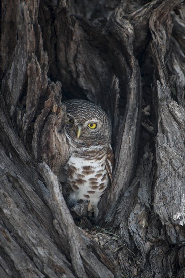 African Barred Owlet (Glaucidium capense) in its tree hole