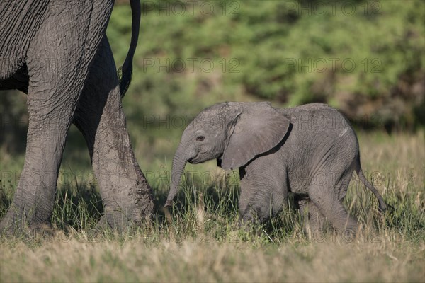 African Elephant (Loxodonta africana)