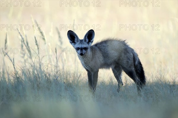 Bat-eared fox (Otocyon megalotis)