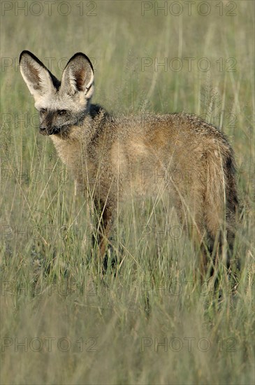 Bat-eared fox (Otocyon megalotis)