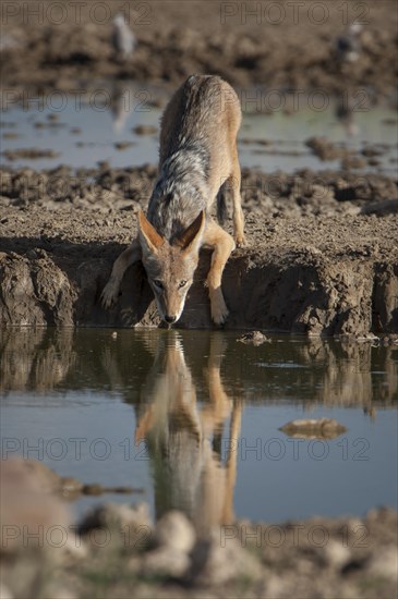 Black-backed Jackal (Canis mesomelas)