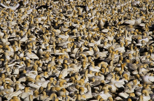 Cape Gannets (Morus capensis)