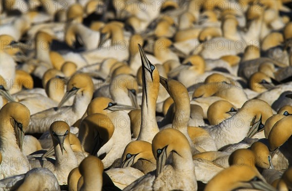 Cape Gannets (Morus capensis)