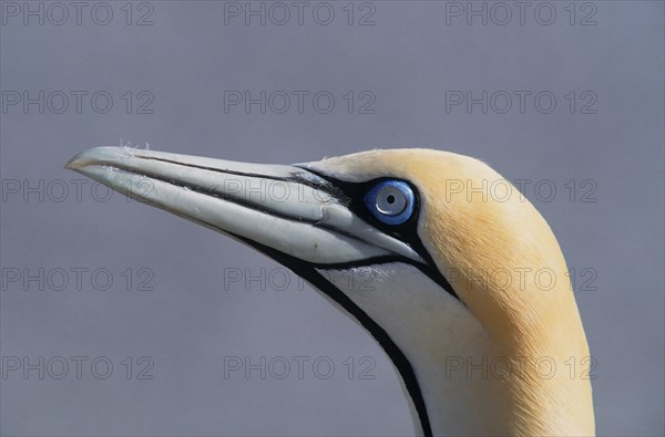 Cape Gannet (Morus capensis)