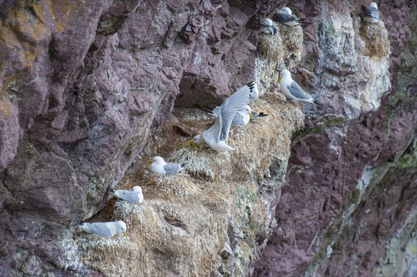 Black-legged Kittiwake (Rissa tridactyla