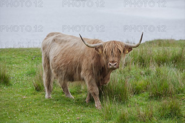 Scottish Highland cattle standing on a pasture by the sea